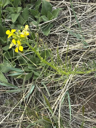 Western Wallflower — photo by Ellie Lutz