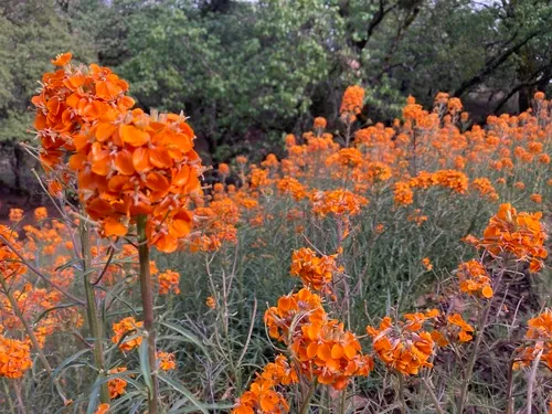 Sanddune Wallflower — photo by Dean Lyons