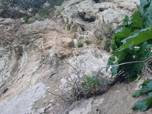 Aegean Wallflower