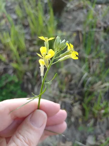 Diffuse Wallflower — photo by Andreas Ranner