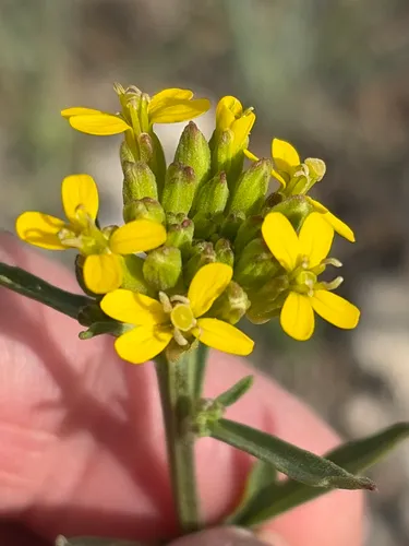 Shy Wallflower (var. inconspicuum) — photo by Stephen B. Brown
