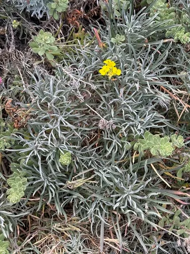Island Wallflower