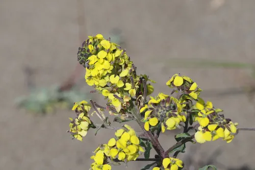Menzies' Wallflower
