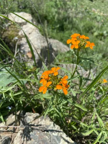 Afghan Erysimum — photo by lvye