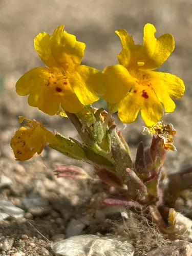 Carson Valley Monkeyflower — photo by kaela_j