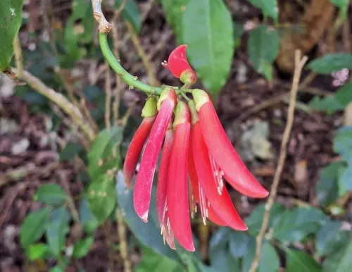 Coral Erythrina — photo by Enya