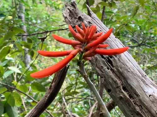 Cock's Spur