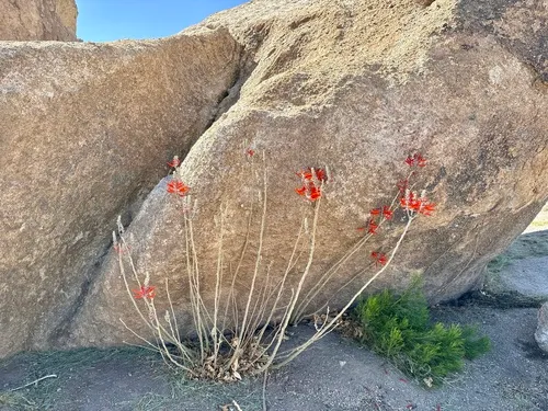 Coralbean