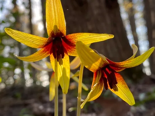 Dogtooth Violet
