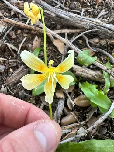 California Fawnlily