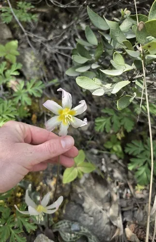 Cream Fawnlily