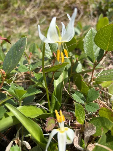 Coast Range Fawnlily