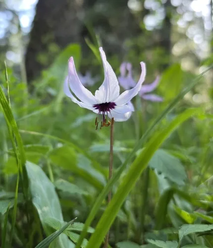 Henderson's Fawnlily — photo by Stormy
