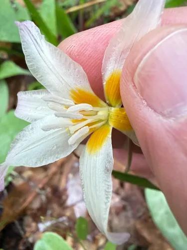 Howell's Fawnlily — photo by jareddodson