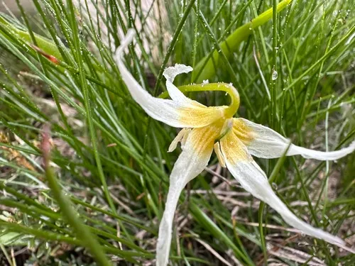Klamath Fawnlily — photo by jamiecatchfly
