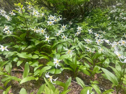 White Avalanche-lily — photo by Ian Cruickshank