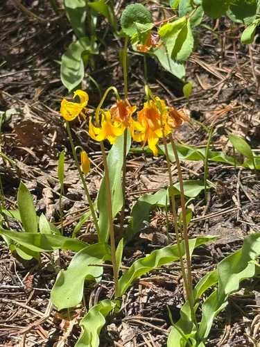Manyflower Fawnlily — photo by Wendy Fisher
