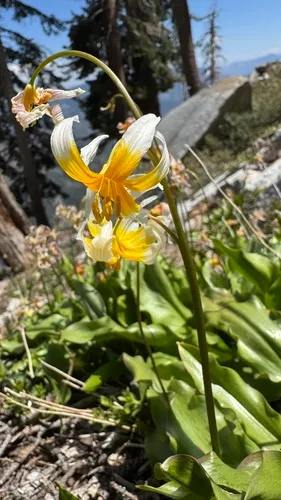 Kaweah Lakes Fawnlily — photo by Brendan Black