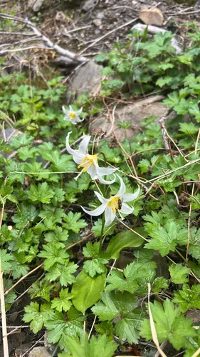 Fawnlily