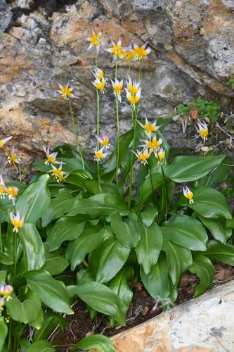 Taylor's Fawnlily — photo by Trevor Van Loon