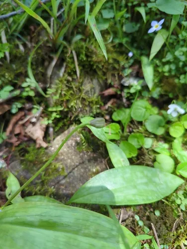 Dimpled Troutlily
