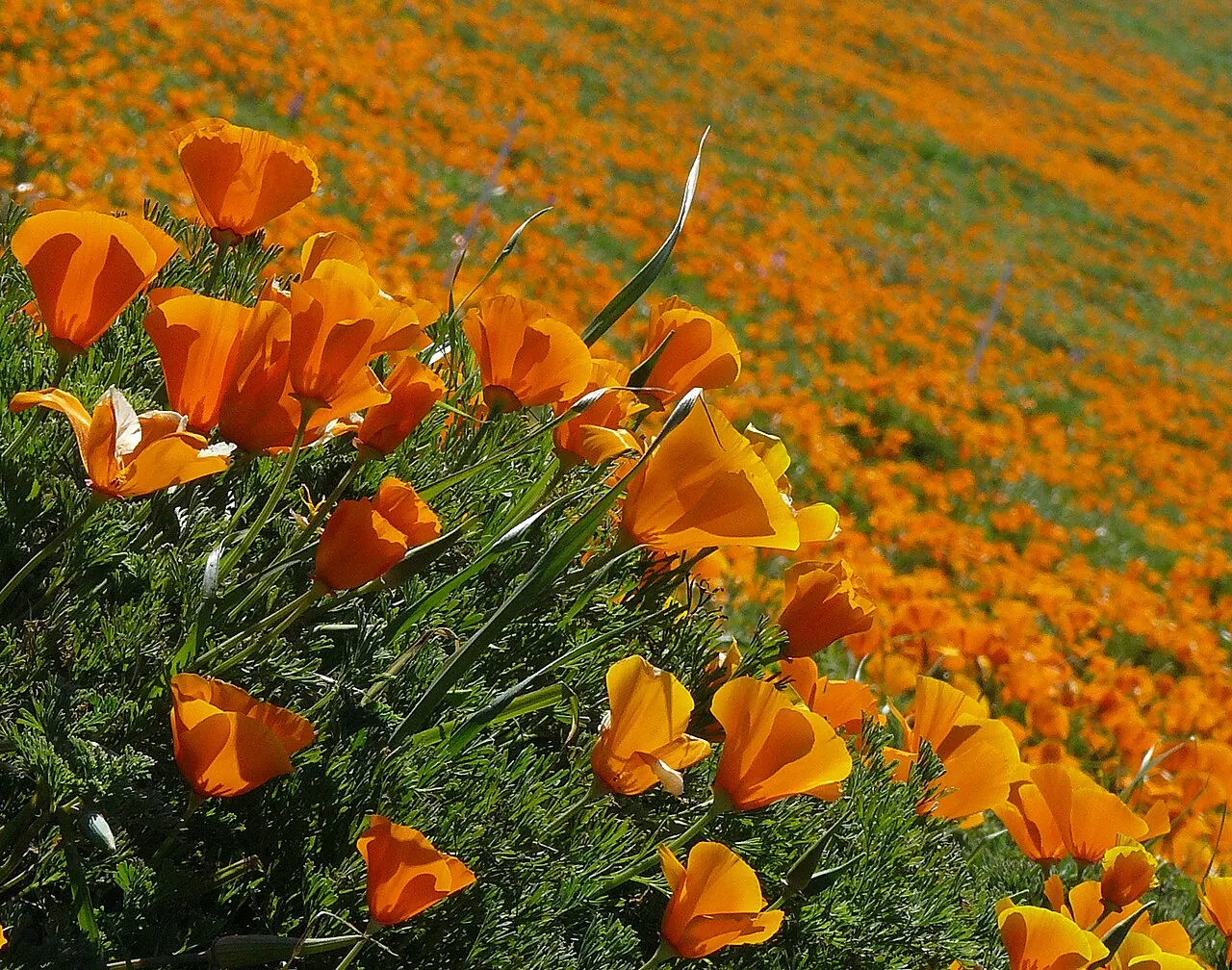 California Poppy (subsp. californica) — photo by Joyce Cory on Flickr as docentjoyce from u.s.a.