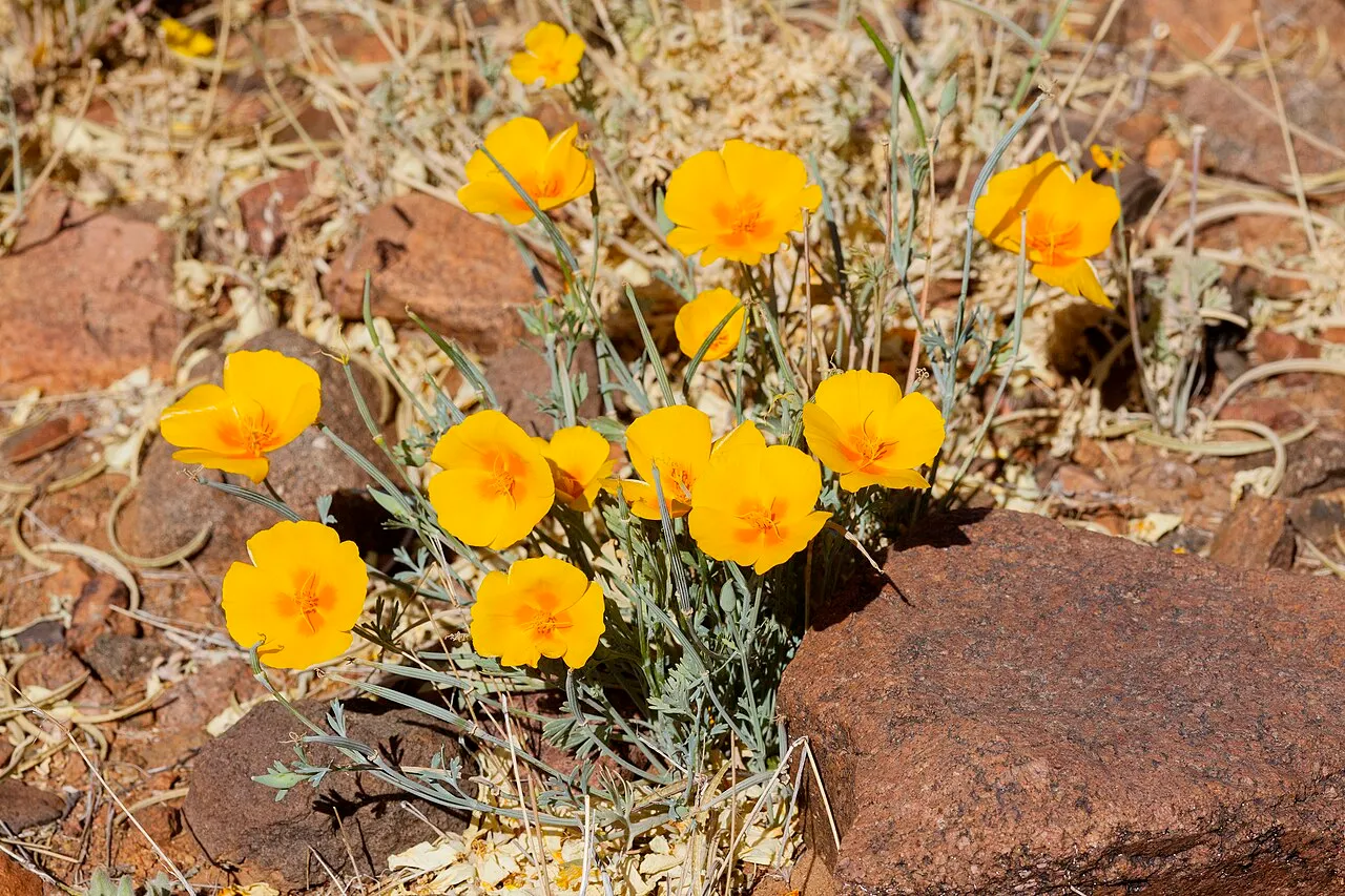California Poppy (subsp. mexicana) — photo by Patrick Alexander from Las Cruces, NM