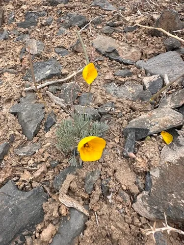 Desert Poppy