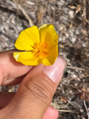 San Benito Poppy — photo by gianni08