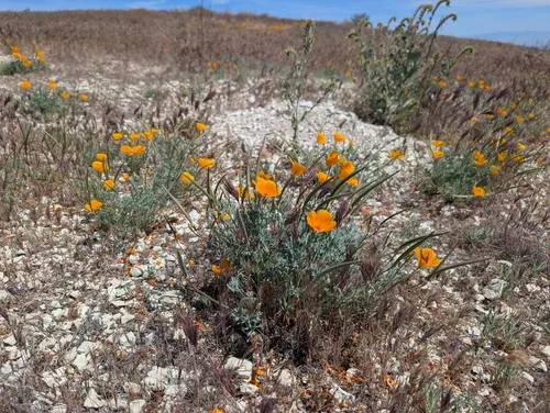 Lemmon's Poppy