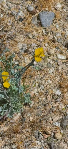 Pygmy Poppy — photo by janice michelizzi