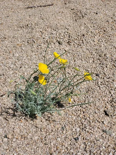 Cryptic Desert Poppy