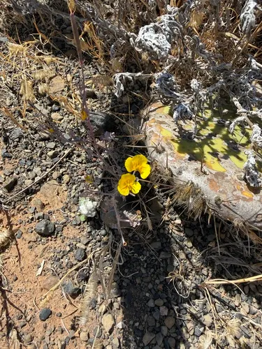 Channel Island Poppy