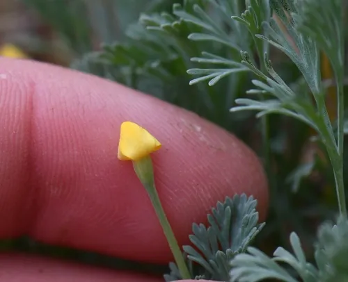 Diamondpetal California Poppy
