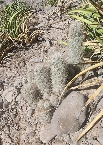 Column Foxtail Cactus