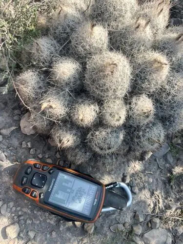 Big Bend Foxtail Cactus