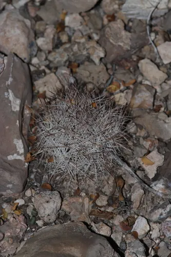 Duncan's Foxtail Cactus