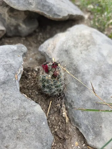 Junior Tom Thumb Cactus — photo by crotrox