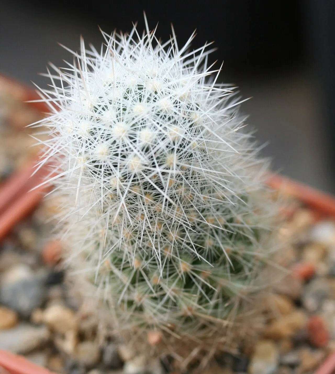 Guadalupe Mountain Foxtail Cactus