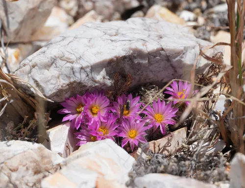 Nellie Cory Cactus — photo by Benjamin Schwartz