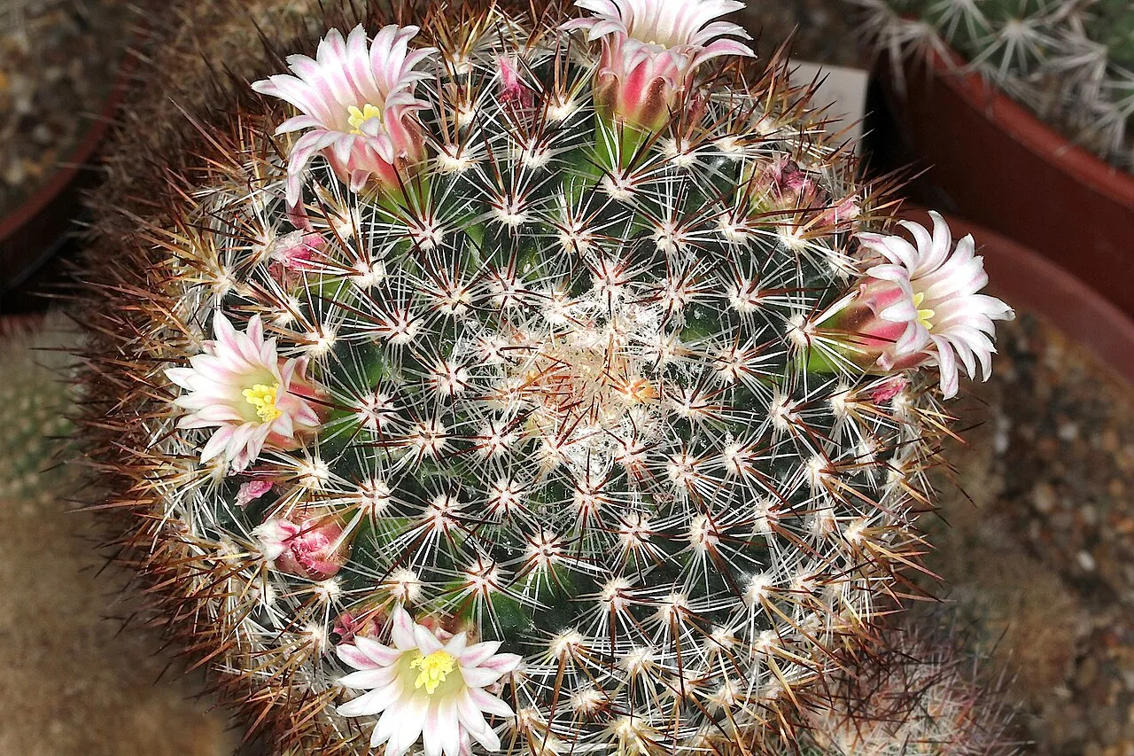 Orcutt's Foxtail Cactus — photo by Peter A. Mansfeld