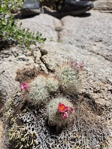 Organ Mountain Foxtail Cactus — photo by wkmn
