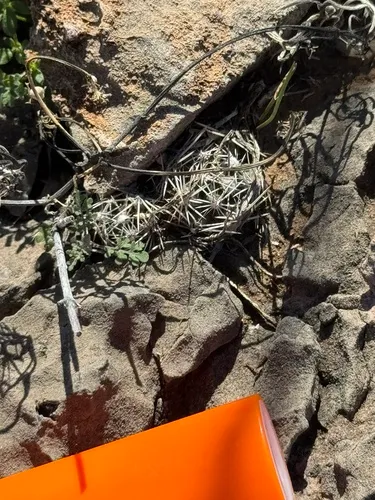 Cochise Foxtail Cactus