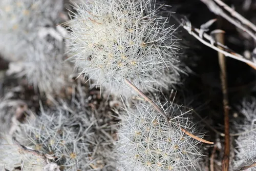 San Andres Mountain Foxtail Cactus — photo by Andrew Meeds