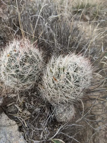 Sacramento Mountain Foxtail Cactus — photo by Eric Knight