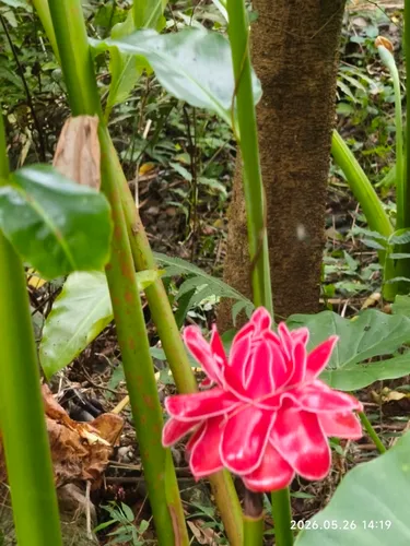 Torch-ginger — photo by pinerywu