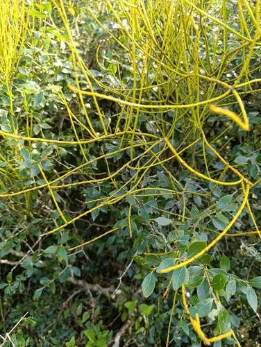 Tapeworm-plant