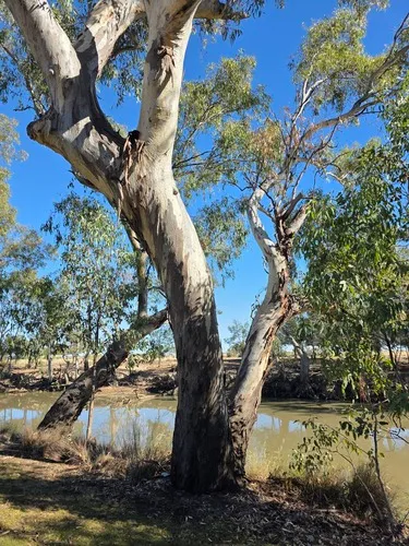 River Redgum — photo by regan_scheuber