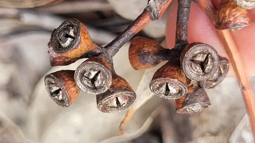 Roundleaf Gum — photo by Stephen Csurhes