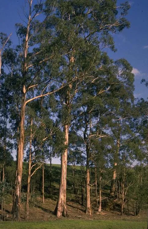 Tasmanian Bluegum (subsp. maidenii) — photo by Ian Brooker and David Kleinig